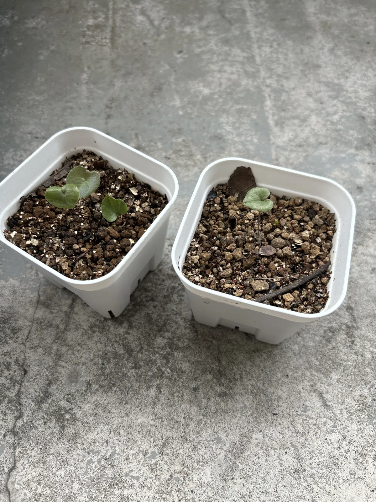 Dioscorea elephantipes (ディオスコレア エレファンティペス アフリカ亀甲竜)