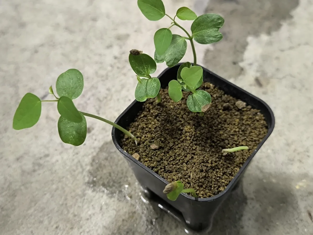 Adenia cladosepala (アデニア クラドセパラ)