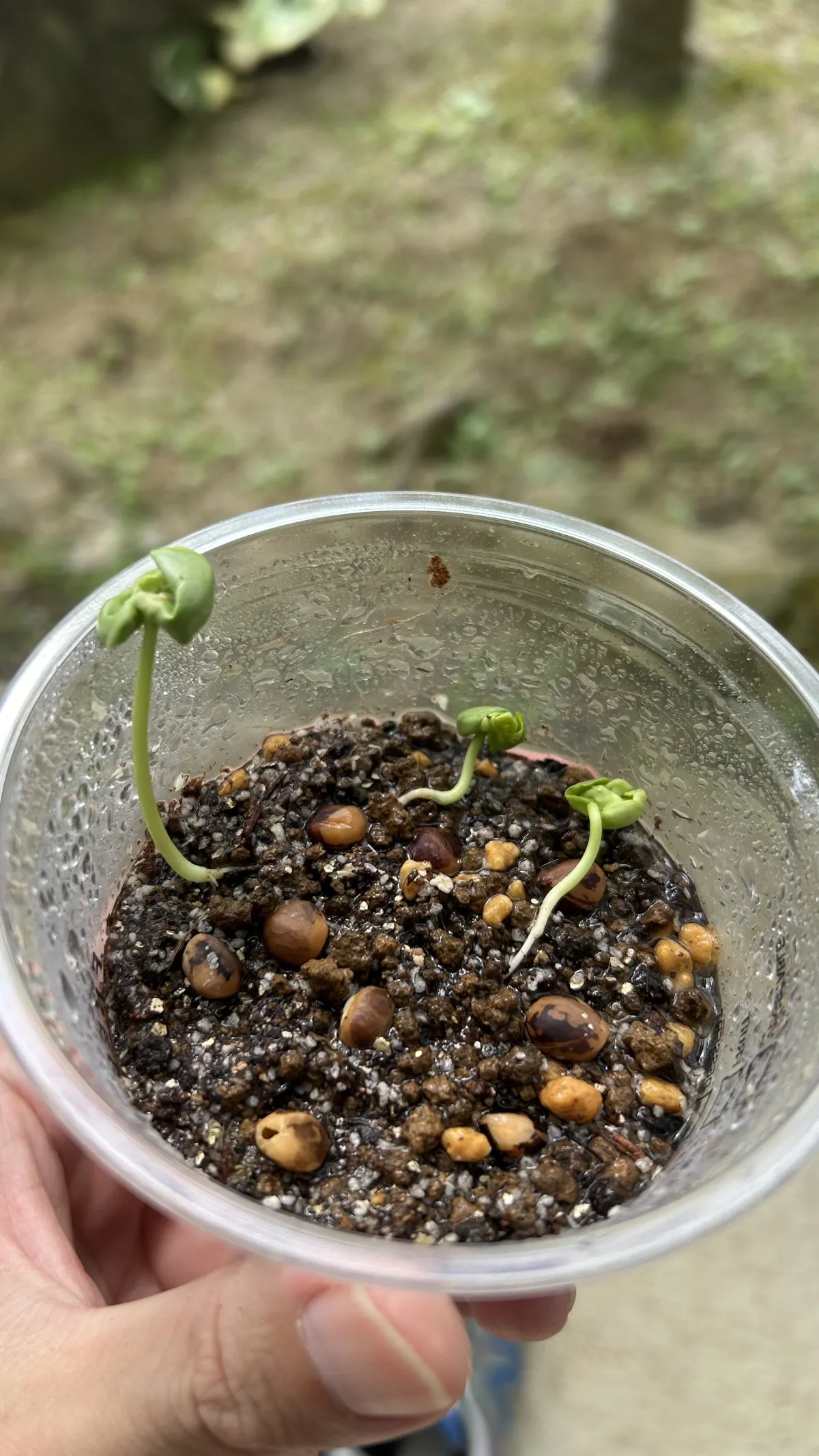 Commiphora africana var. africana (コミフォラ アフリカーナ)