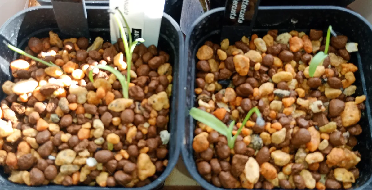 Agave attenuata (アガベ アテナータ 初緑)