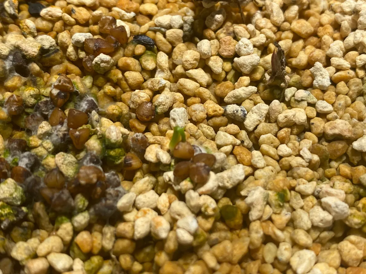 Dasylirion longissimum var. longissimum (ダシリリオン ロンギシマム)