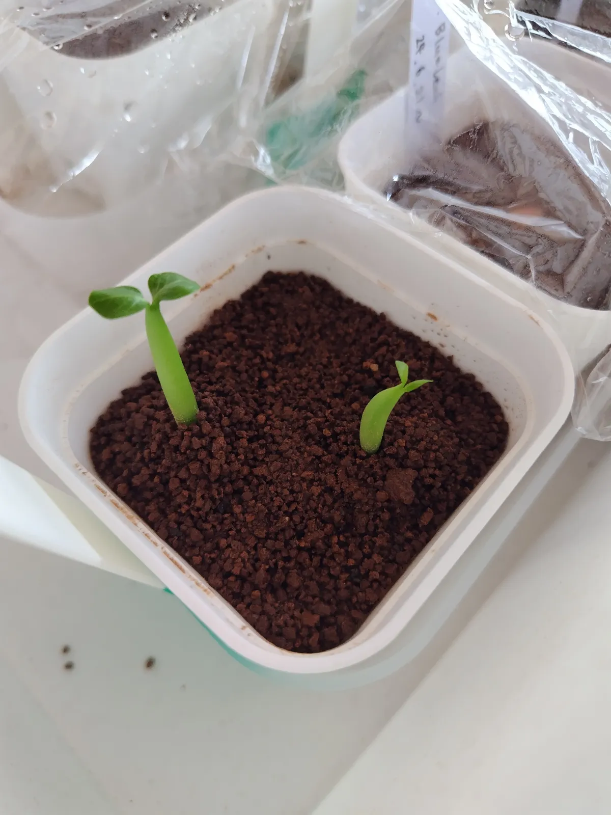 Adenium arabicum Rashiny (アデニウム アラビカム ラシニー)