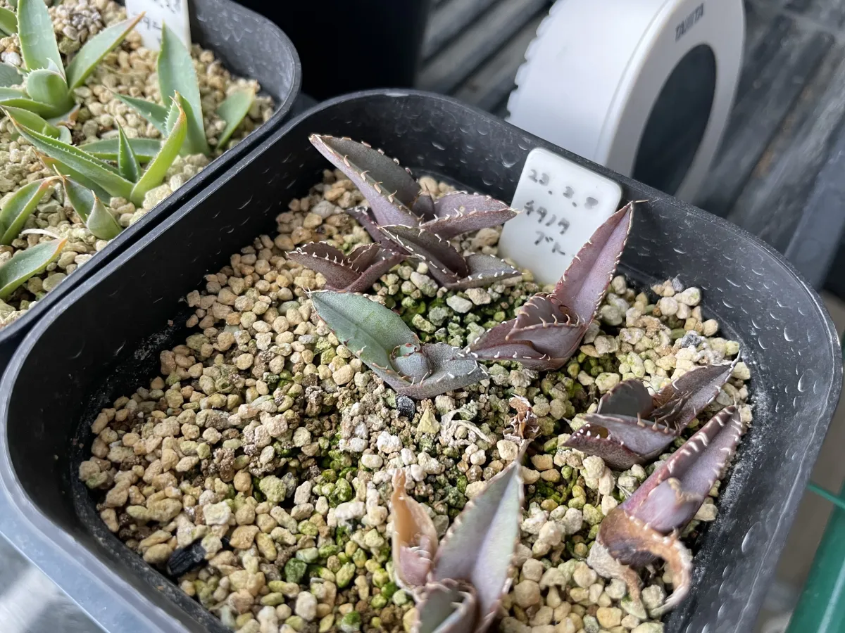 Agave titanota 'Blue' (アガベ チタノタブルー)