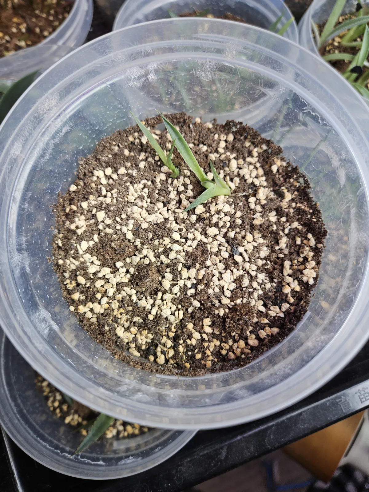 Agave toumeyana var. bella (アガベ トウメヤナ ベラ)