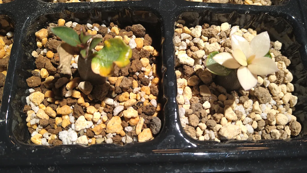 Adenium arabicum Rashiny (アデニウム アラビカム ラシニー)