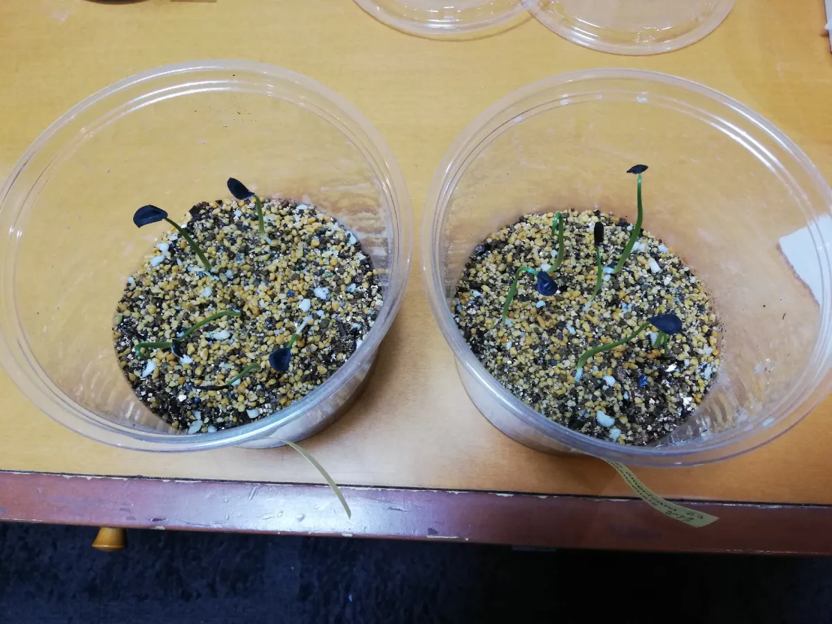 Agave americana var. oaxacensis (アガベ オアハセンシス)