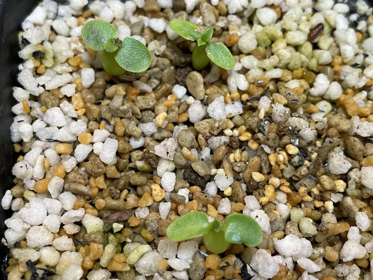 Pachypodium enigmaticum (パキポディウム エニグマチカム)