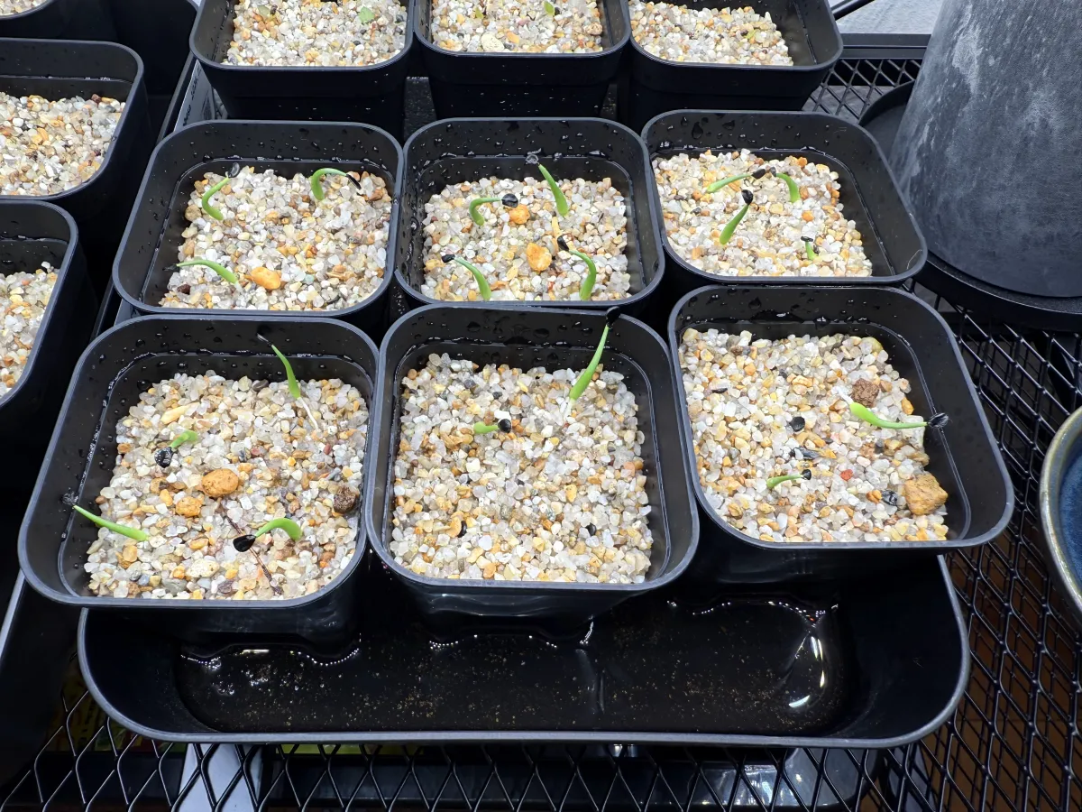 Agave utahensis var. eborispina 'Hayford' (アガベ エボリスピナ ヘイフォード)