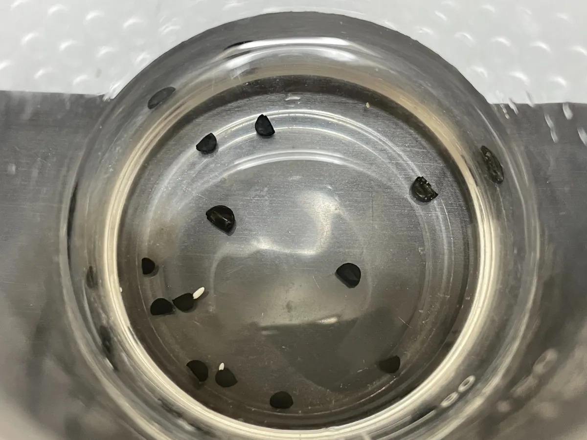 Agave oteroi (アガベ オテロイ)