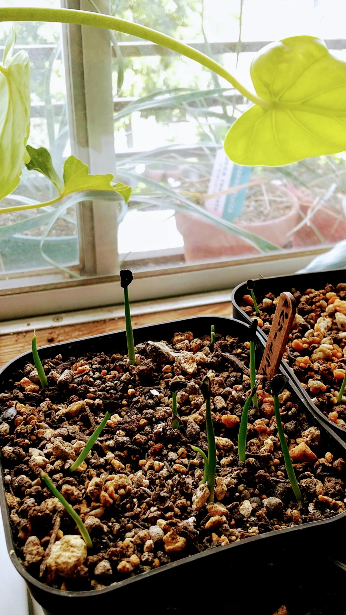 Agave parryi var. truncata (アガベ パリー トランカータ)