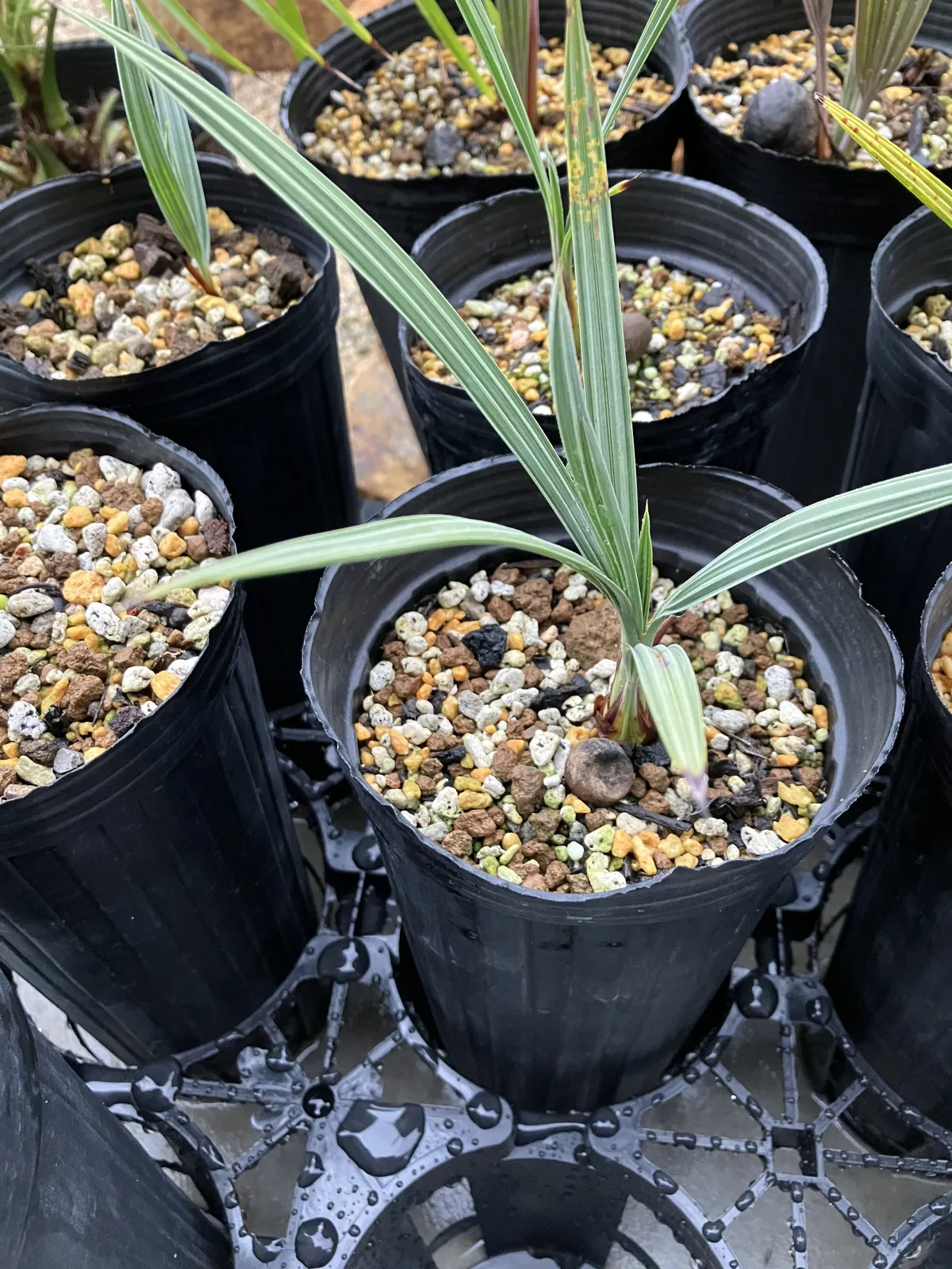 Brahea armata (ブラヘア アルマータ)