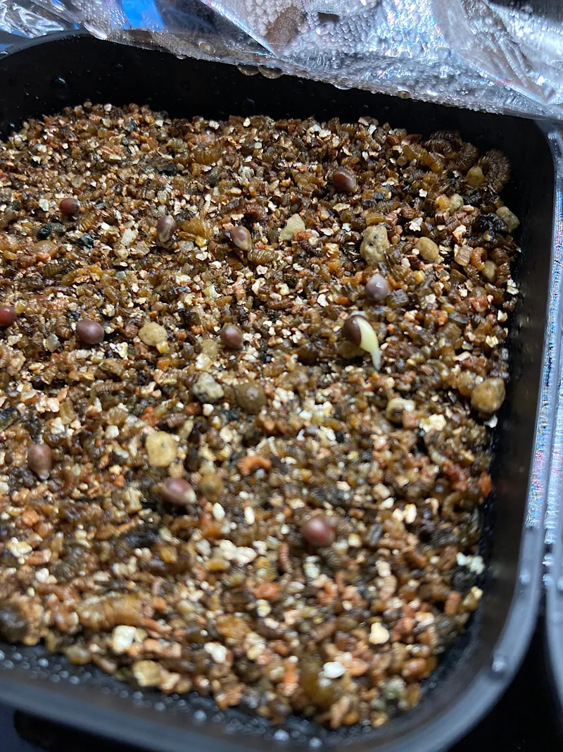 Euphorbia horrida var. norveldensis (ユーフォルビア ホリダ ノーベルデンシス)