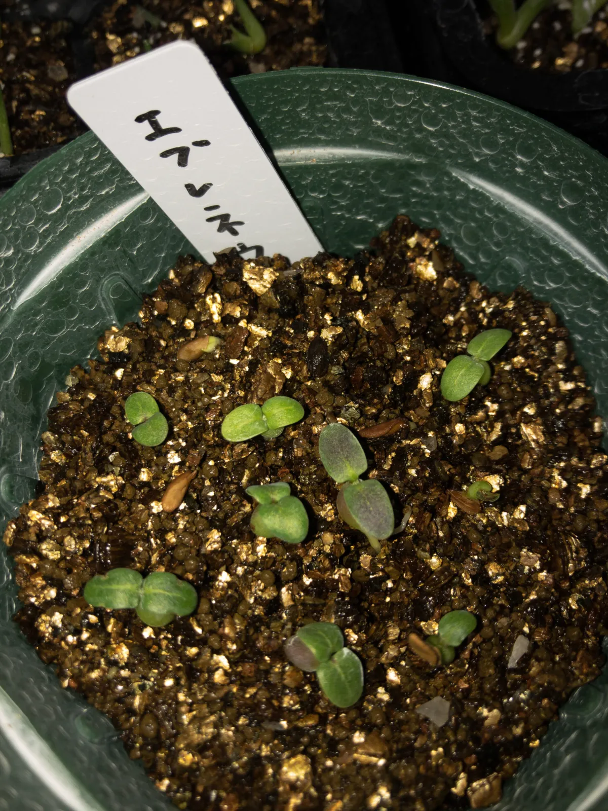 Pachypodium rosulatum var. eburneum (パキポディウム エブレネウム)