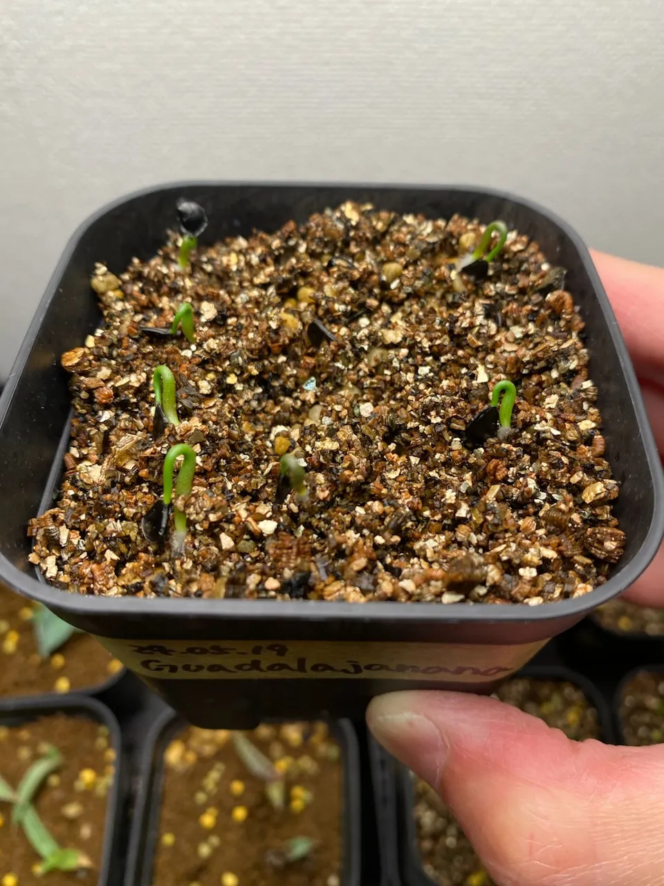 Agave guadalajarana (アガベ グアダラハラナ)