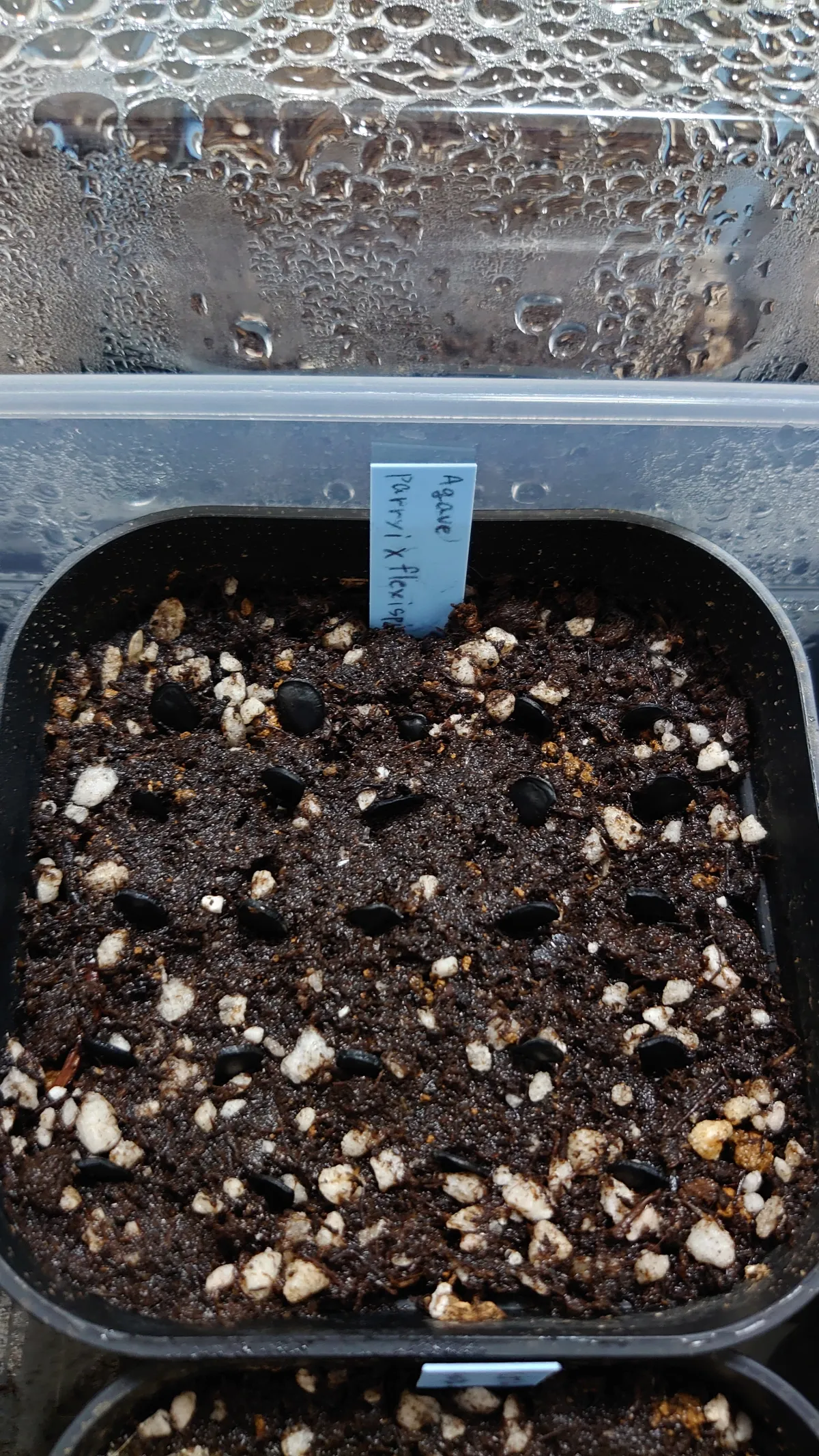 Agave parryi x flexispina (アガベ パリー x フレキシスピナ)