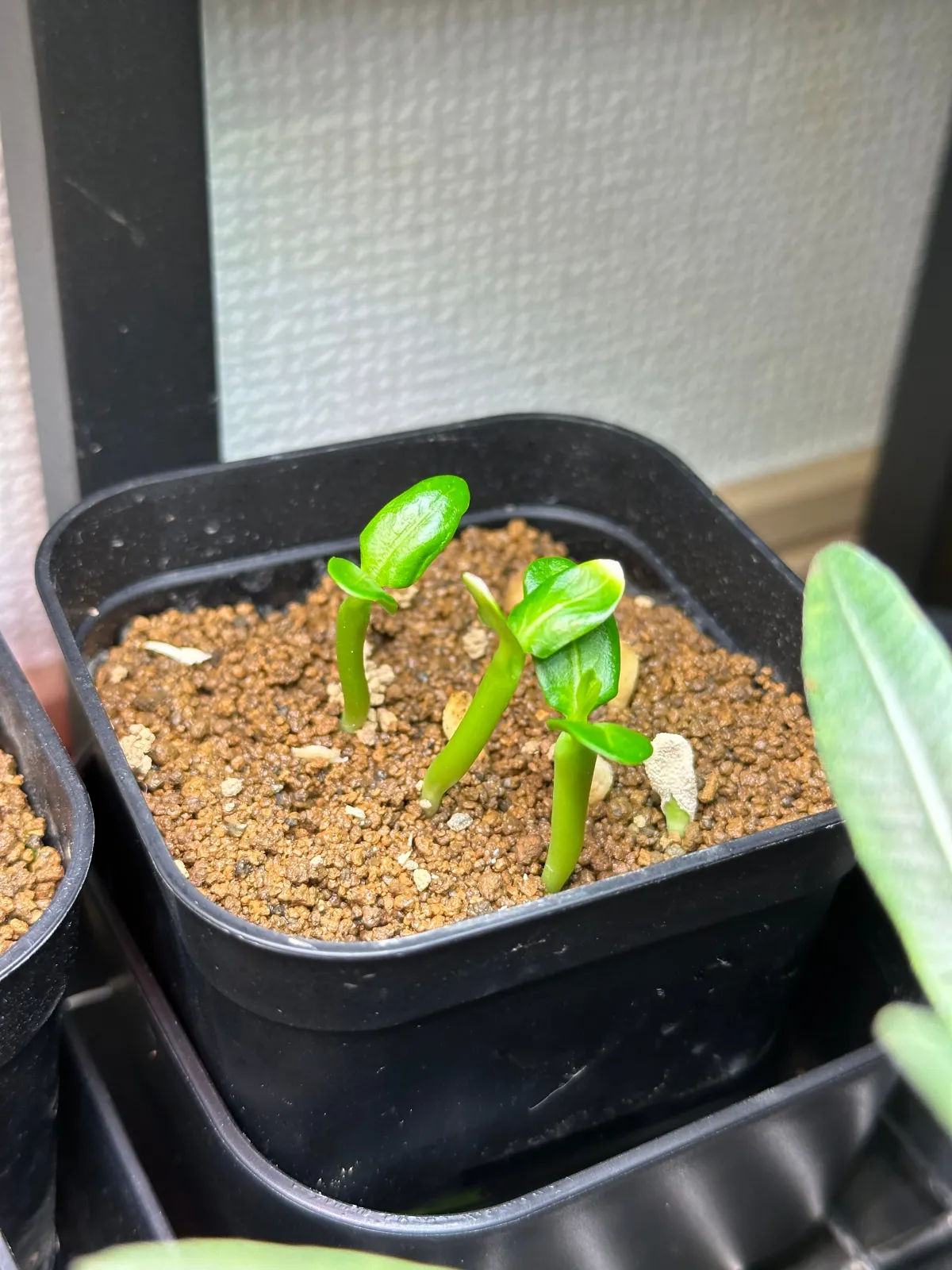 Pachypodium menabeum (パキポディウム メナベウム)