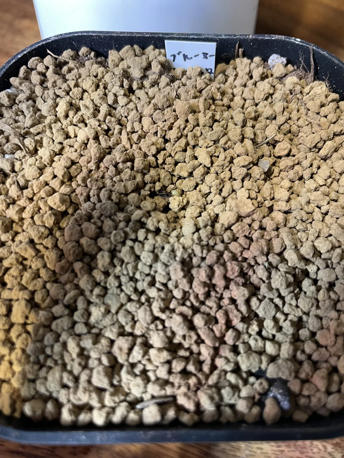 Aloe broomii var. tarkaensis (アロエ ブルーミータルカエンシス)