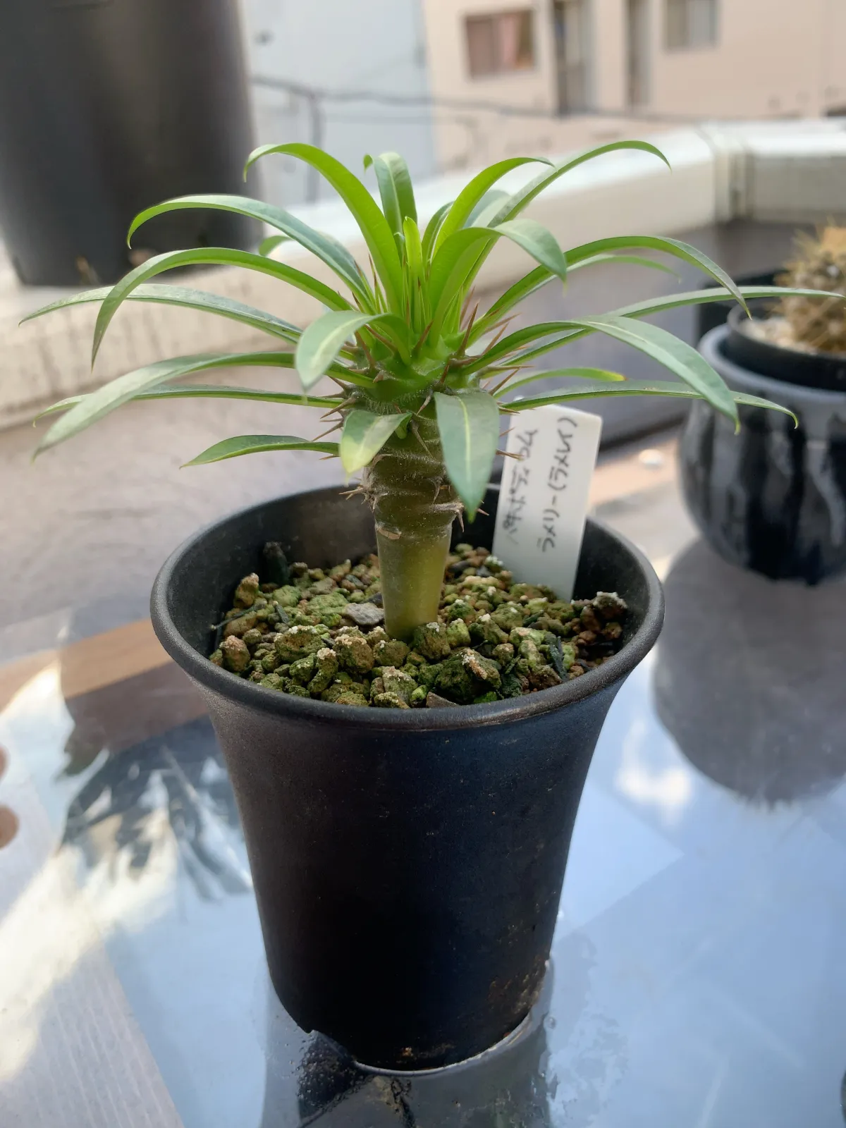 Pachypodium lamerei (パキポディウム ラメレイ 夢叶棒)