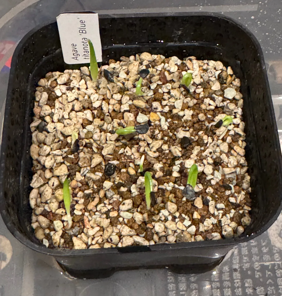 Agave titanota 'Blue' (アガベ チタノタブルー)