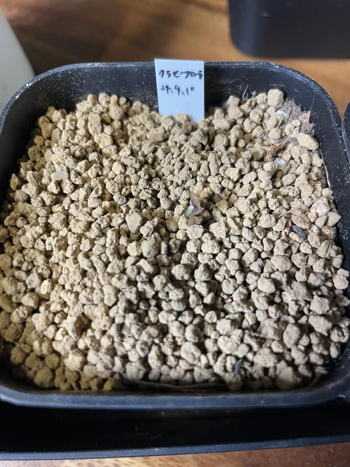 Aloe claviflora (アロエ クラビフローラ)