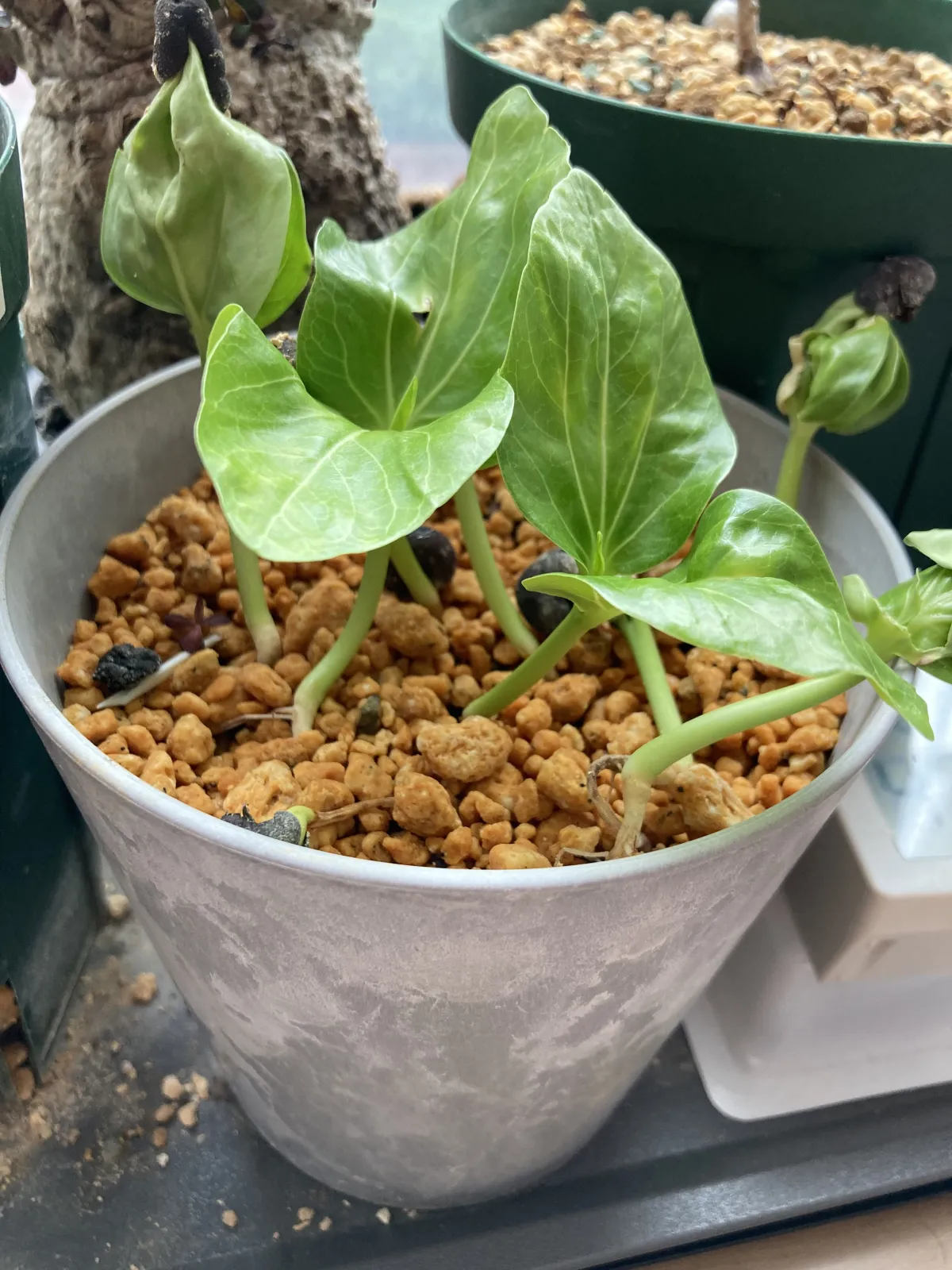 Adansonia digitata (アダンソニア（バオバブ） ディギタータ)