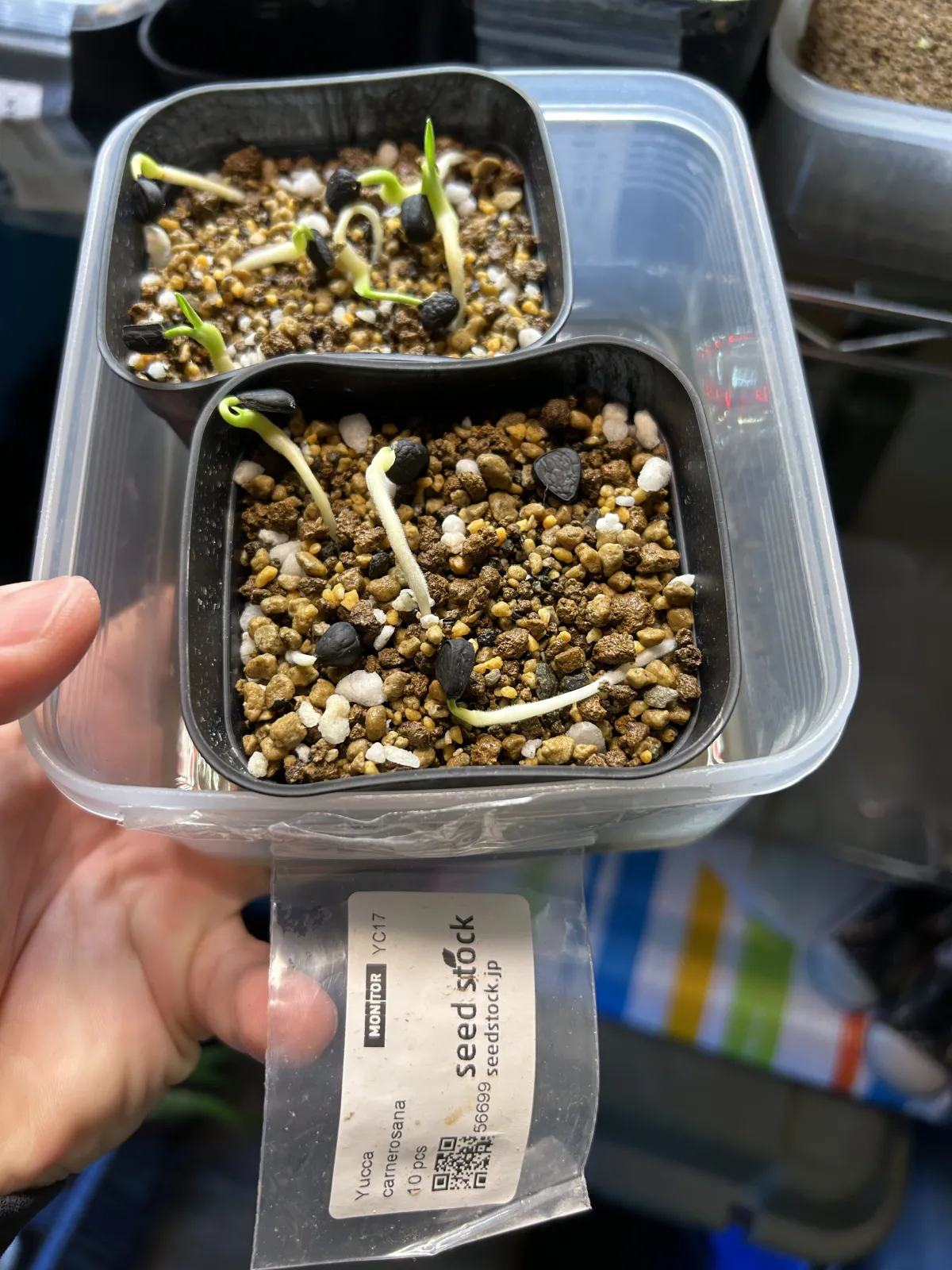 Yucca carnerosana (ユッカ カルネロサーナ)