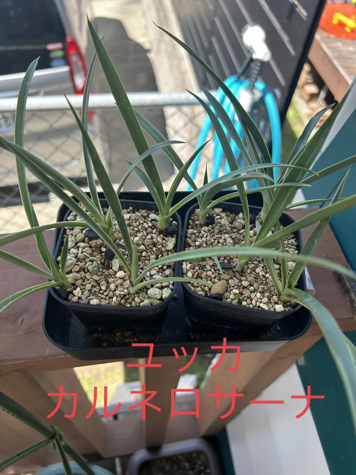 Yucca carnerosana (ユッカ カルネロサーナ)