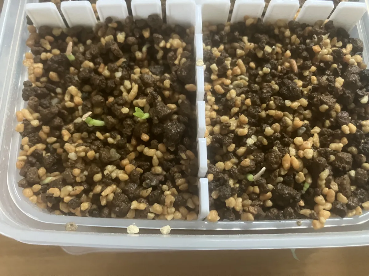 Pachypodium brevicaule subsp. leucoxanthum (パキポディウム レウコキサンツム)