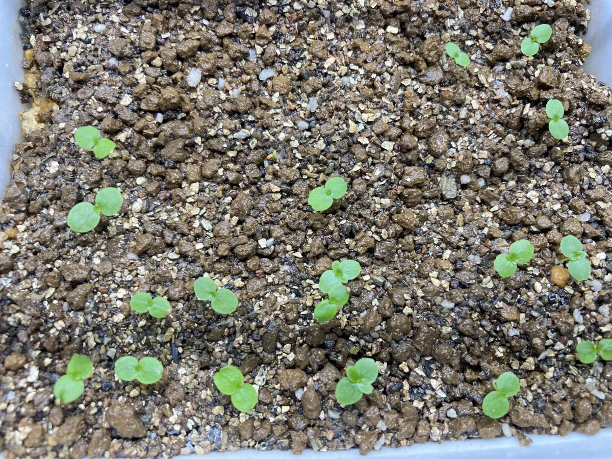 Ficus petiolaris (フィカス ペティオラリス)