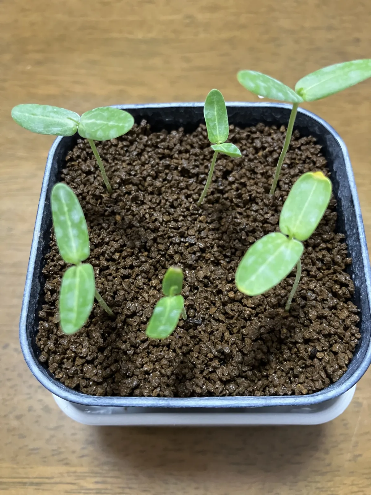 Senna meridionalis (センナ メリディオナリス)