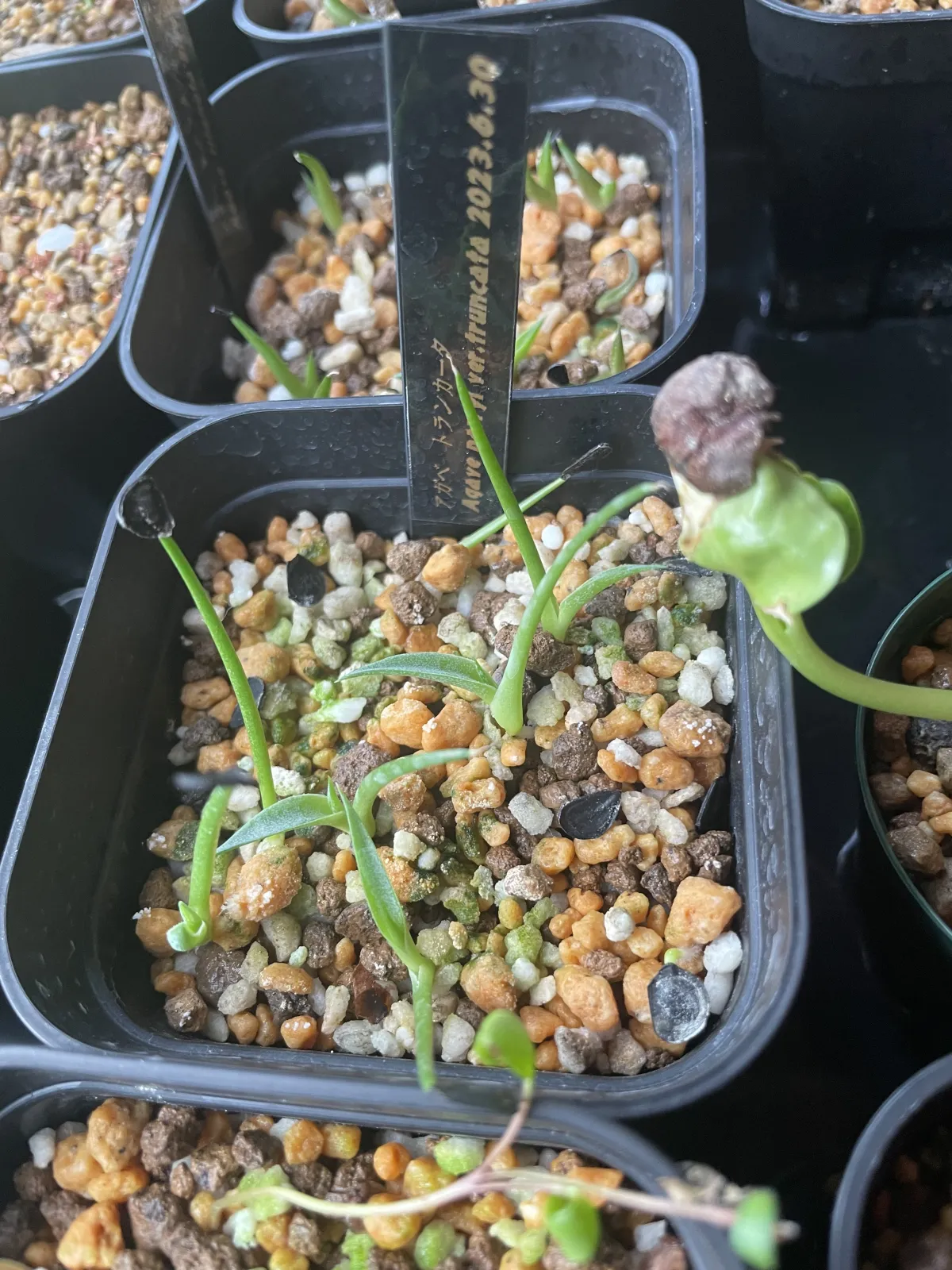 Agave parryi var. truncata (アガベ パリー トランカータ)