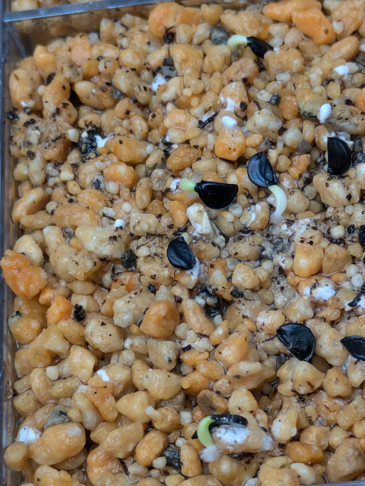 Agave oteroi (アガベ オテロイ)