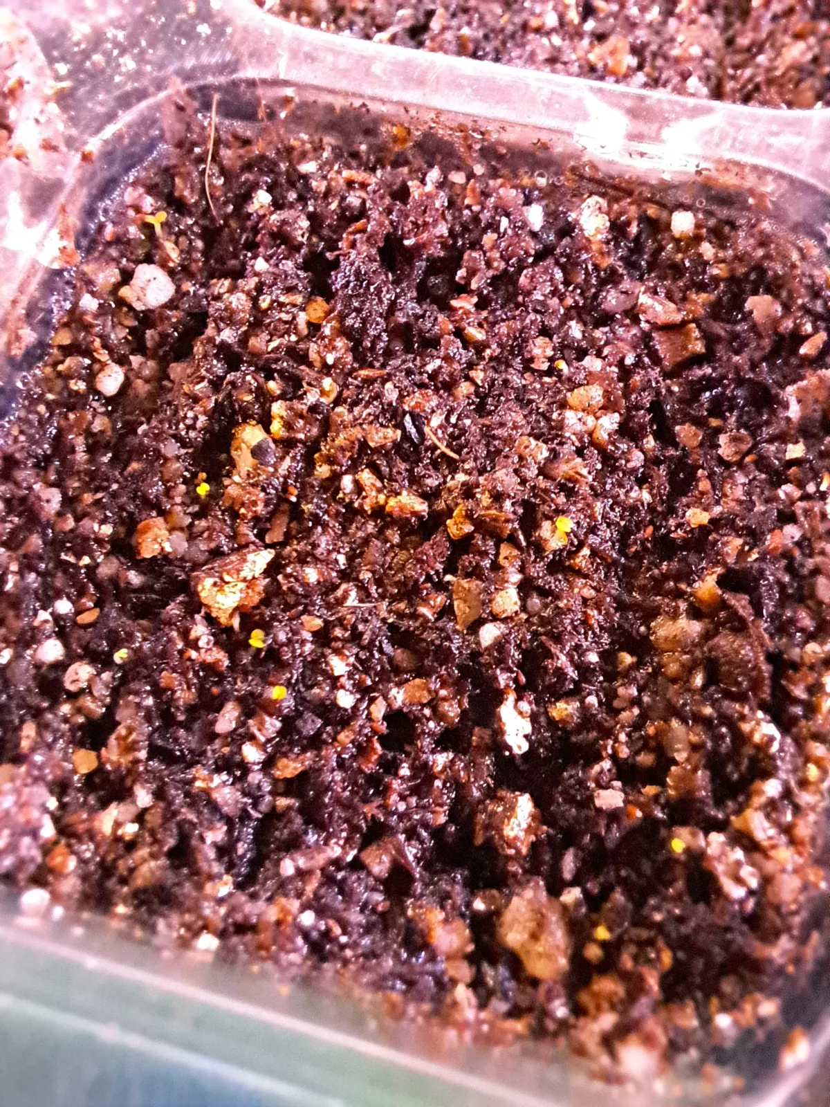 Echeveria gracilis (エケベリア グラキリス)