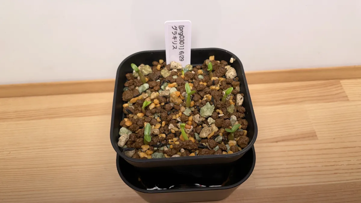 Pachypodium rosulatum var. gracilius (パキポディウム グラキリス)