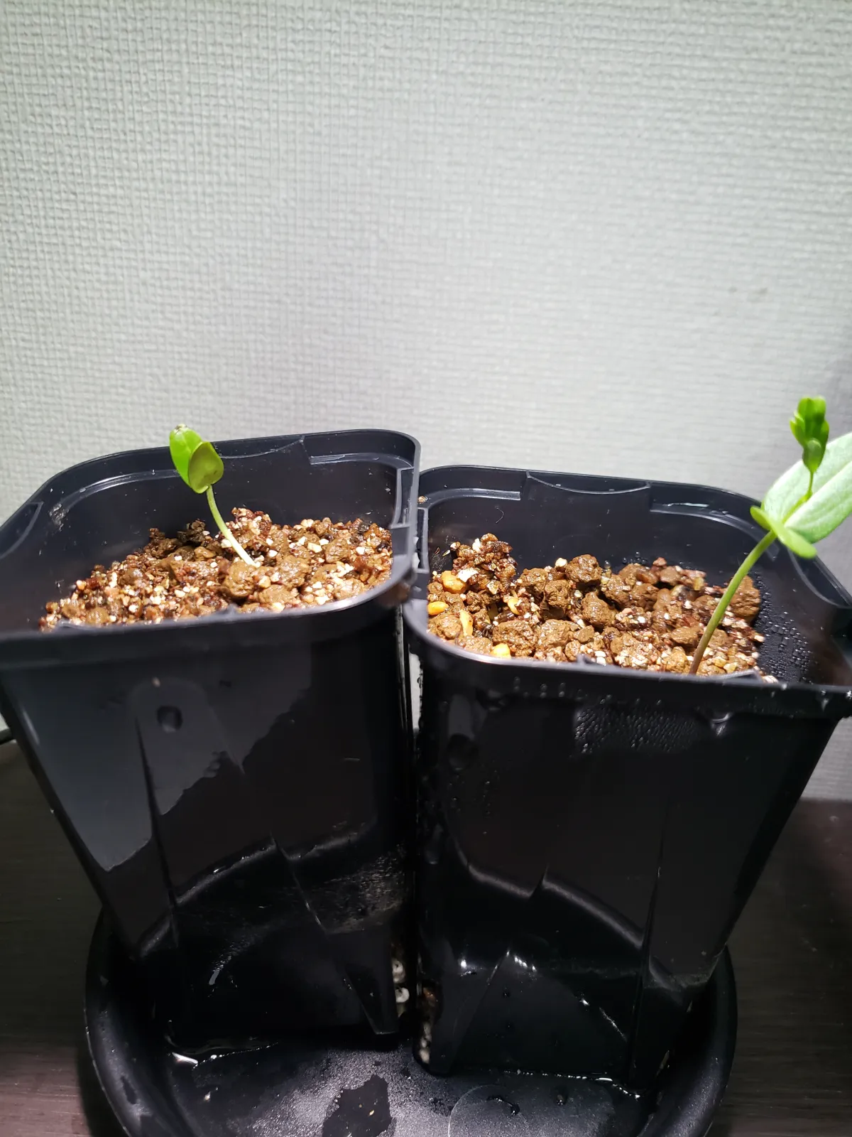 Senna meridionalis (センナ メリディオナリス)