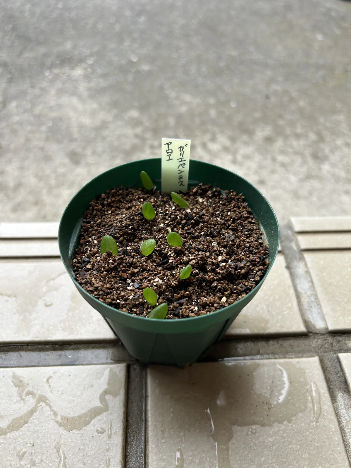 Aloe gariepensis (アロエ ガリエペンシス)