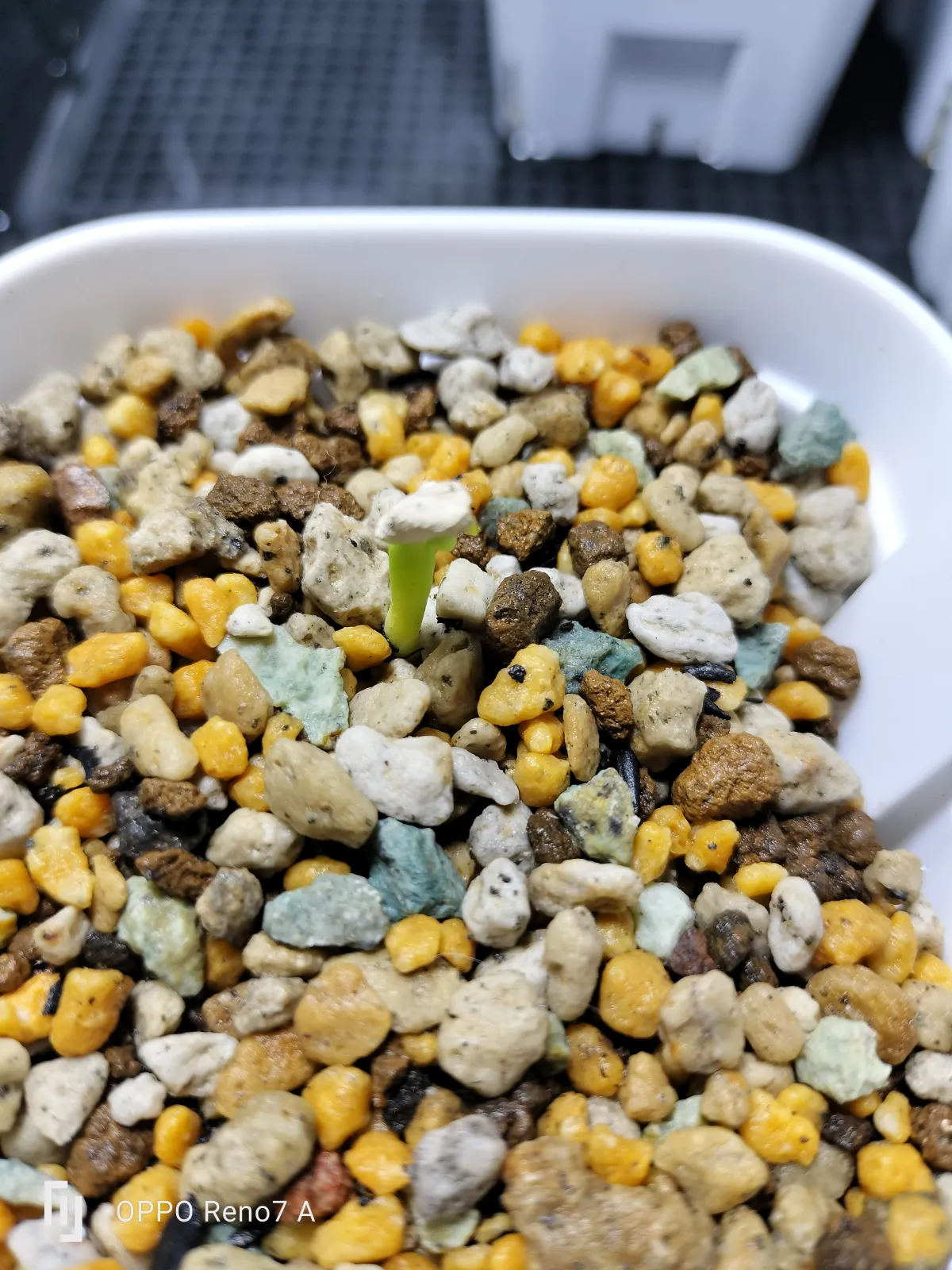 Pachypodium geayi (パキポディウム ゲアイー)