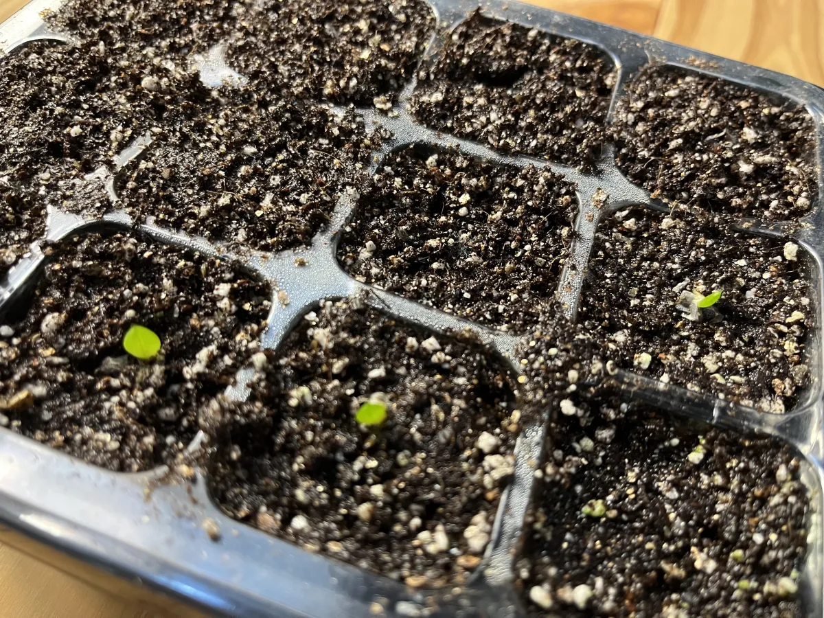 Aloe claviflora (アロエ クラビフローラ)