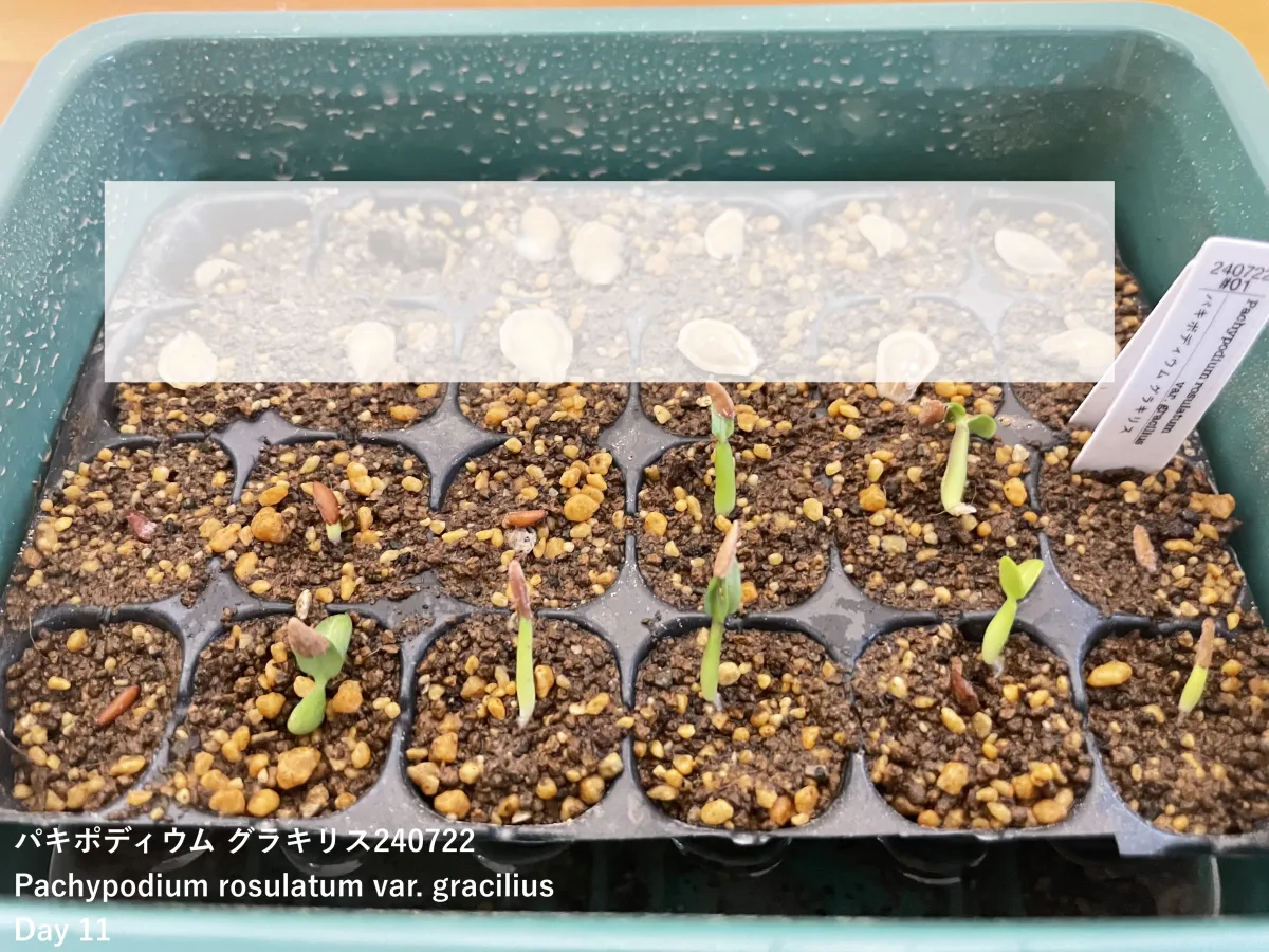 Pachypodium rosulatum var. gracilius (パキポディウム グラキリス)