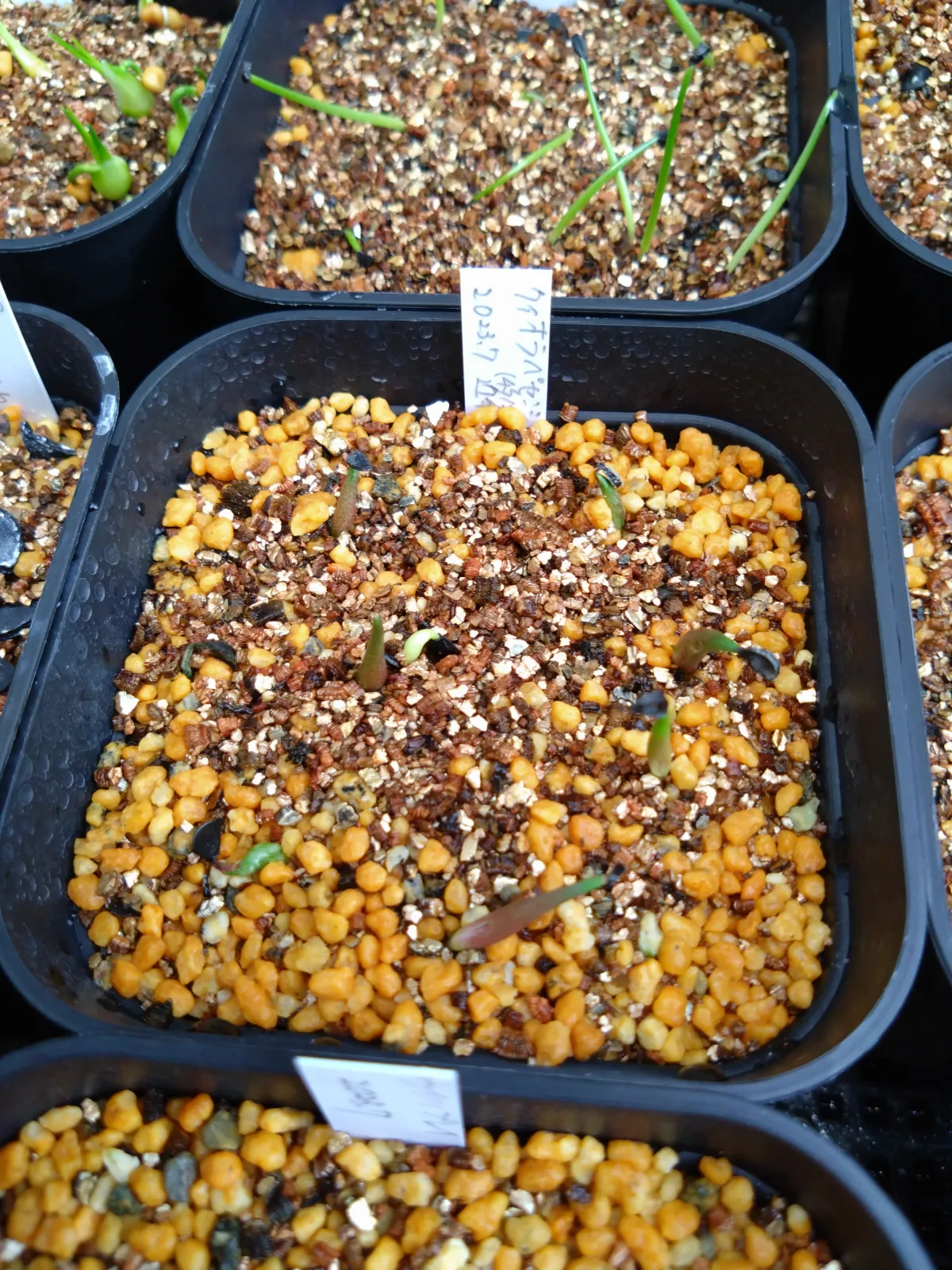 Agave quiotepecensis (アガベ クイオテペセンシス)