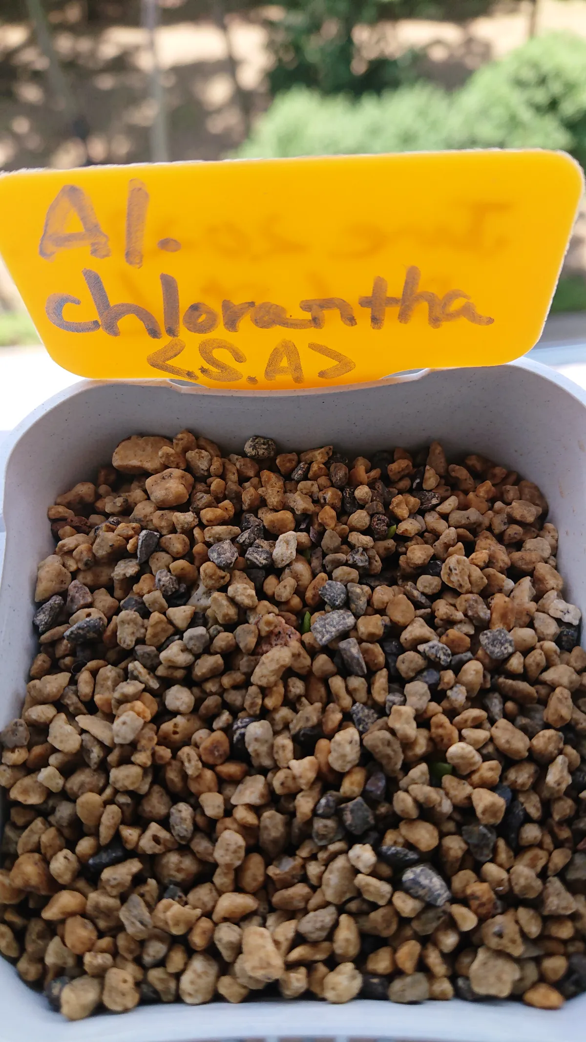 Aloe chlorantha (アロエ クロランサ)