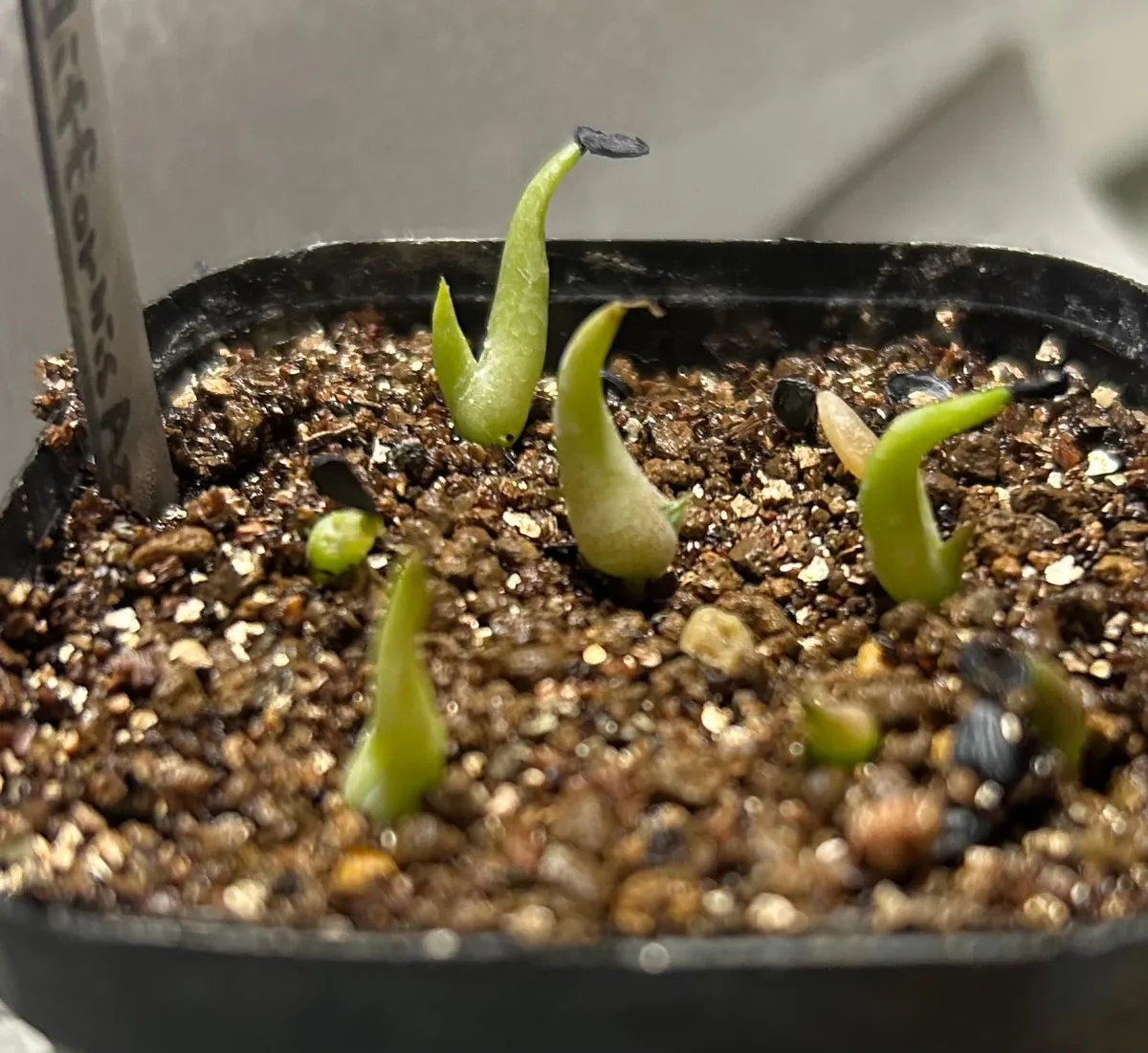 Agave difformis 'Azul' (アガベ ディフォルミス アズール)