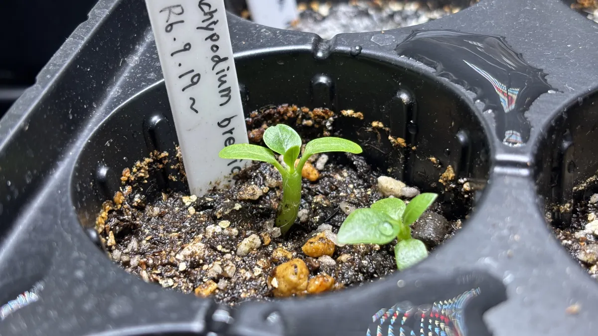 Pachypodium brevicaule subsp. leucoxanthum (パキポディウム レウコキサンツム)