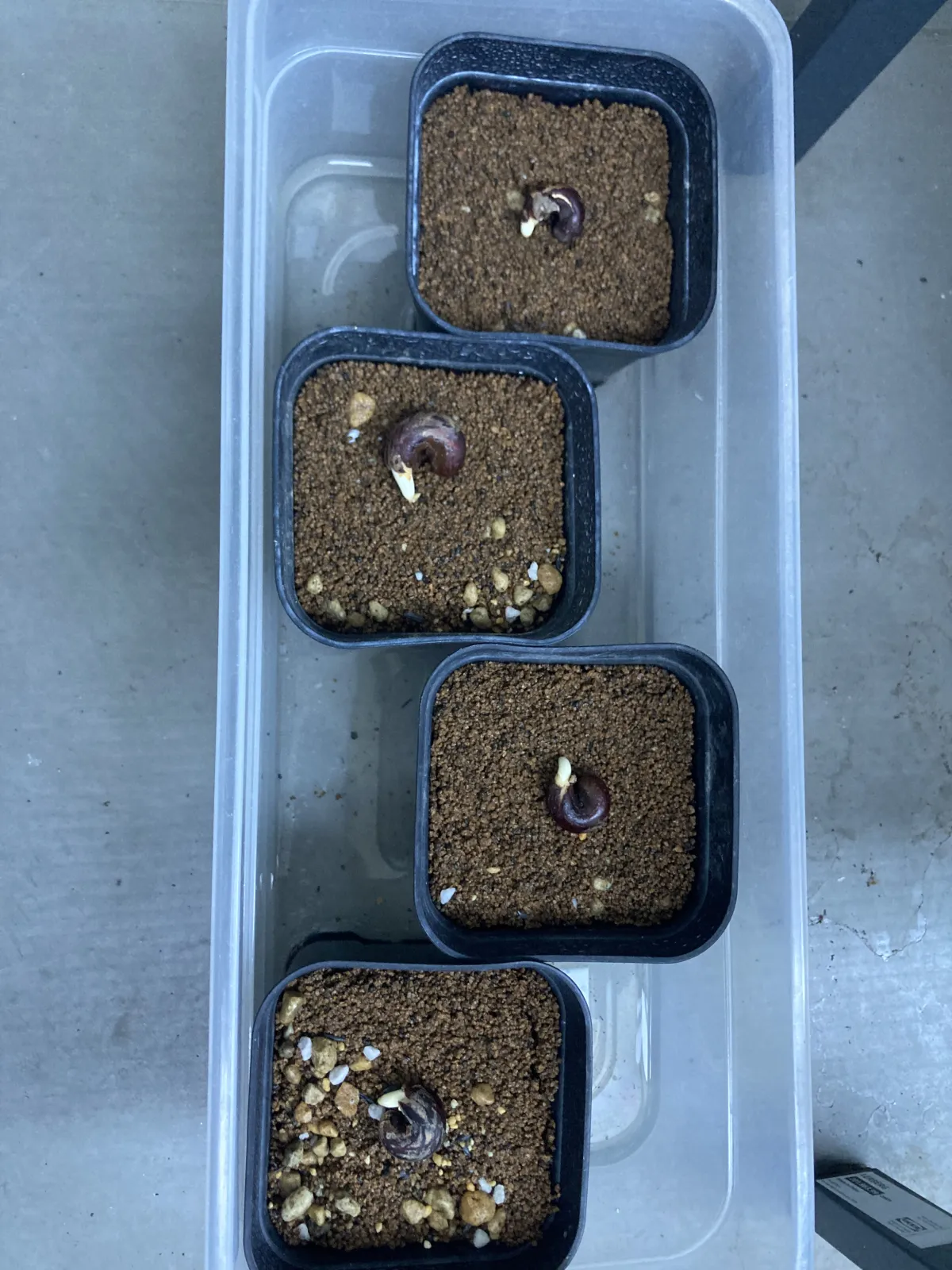 Adansonia za (アダンソニア（バオバブ） ザ)