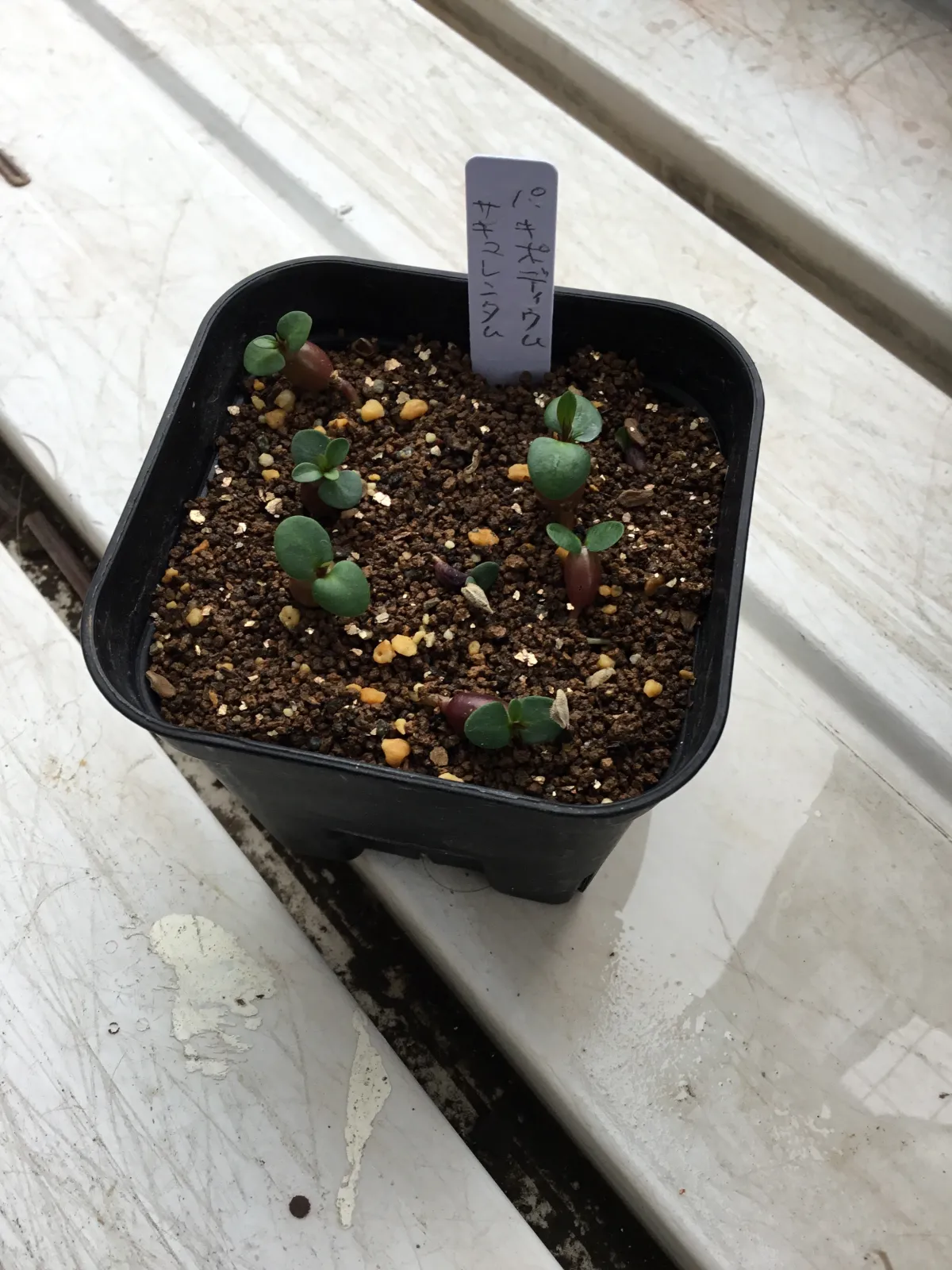 Pachypodium succulentum (パキポディウム サキュレンタム 天馬空)