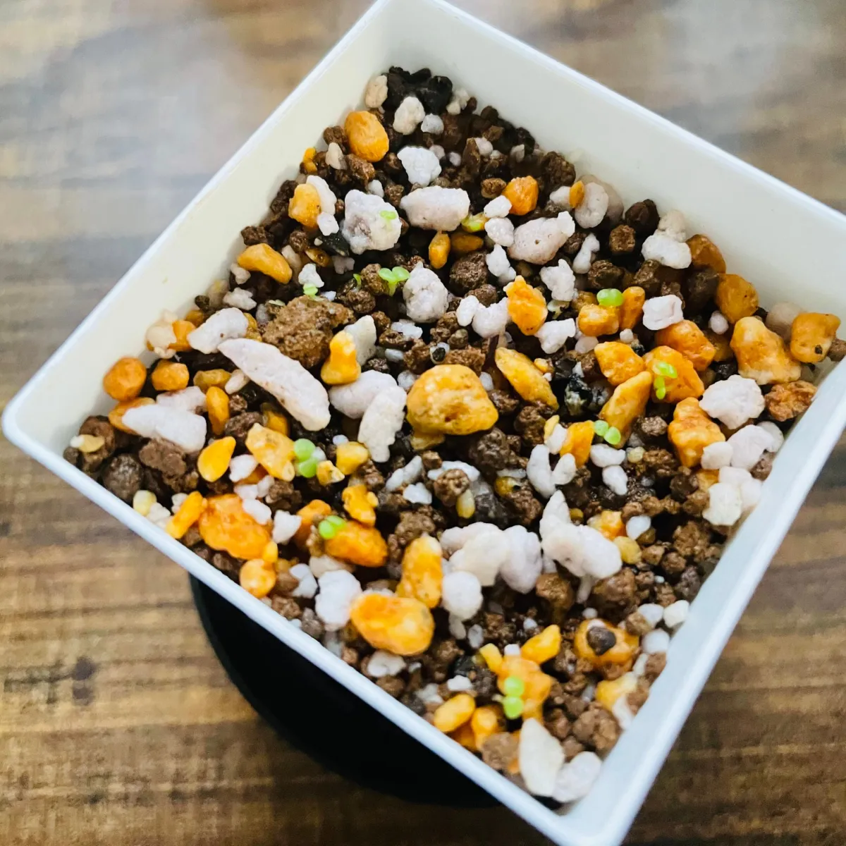 Dudleya pulverulenta (ダドレヤ プルベルレンタ)