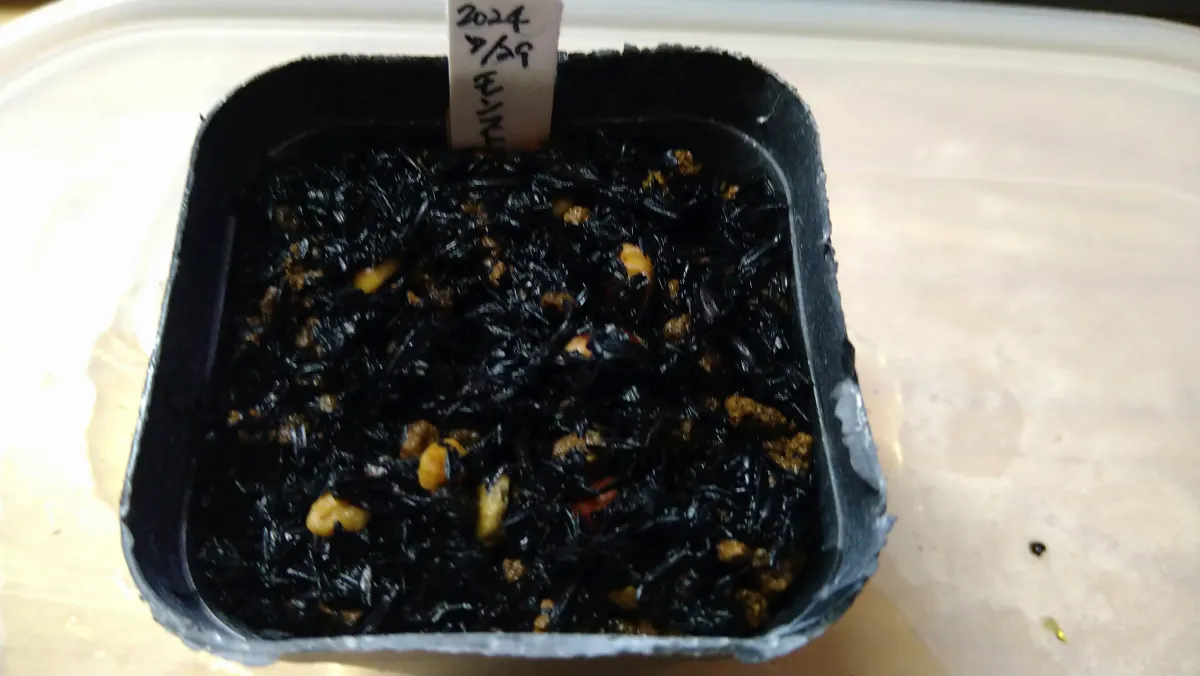 Commiphora monstruosa (コミフォラ モンストローサ)