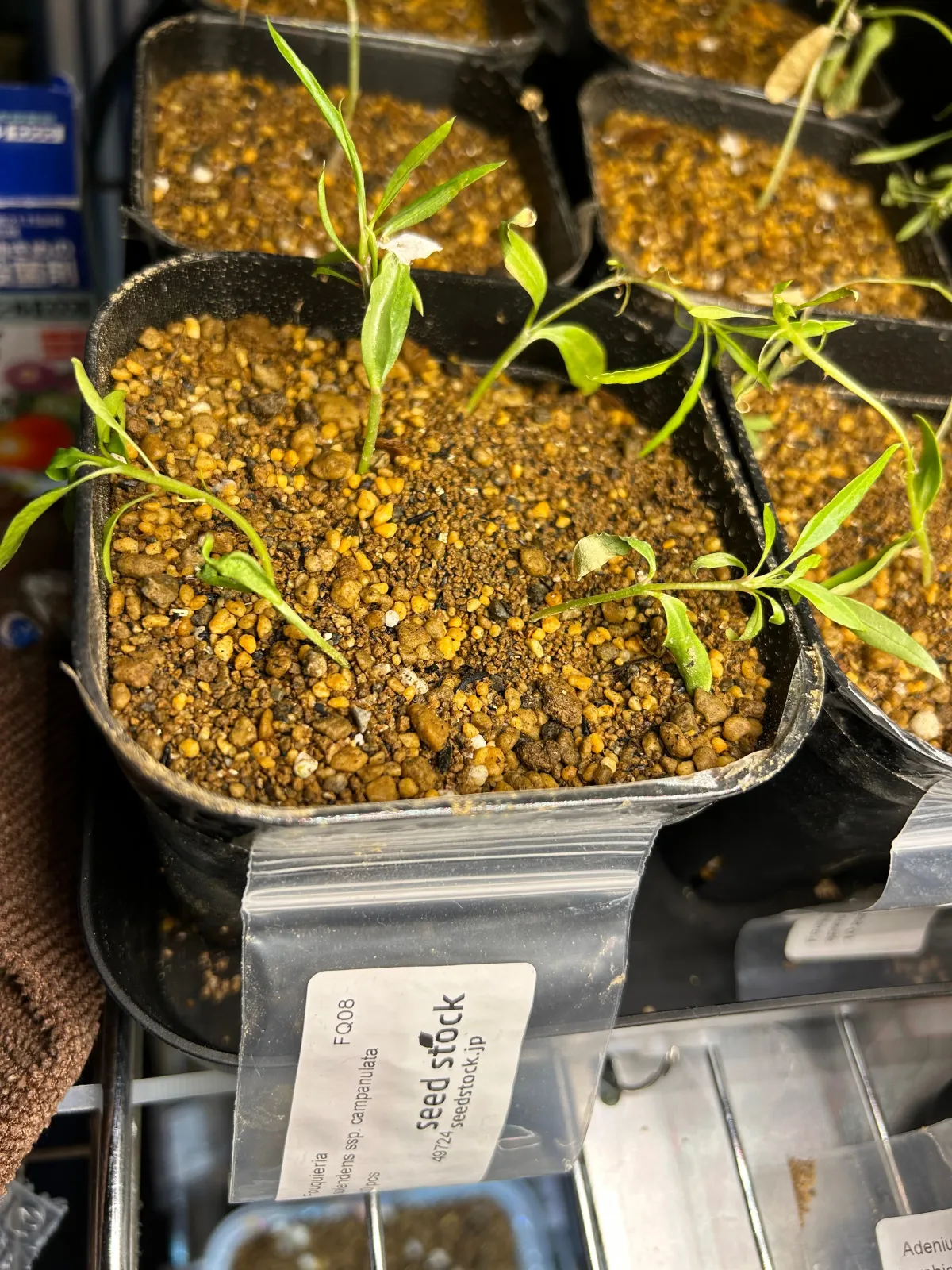 Fouquieria splendens subsp. campanulata (フォークイエリア カンパニュラタ)