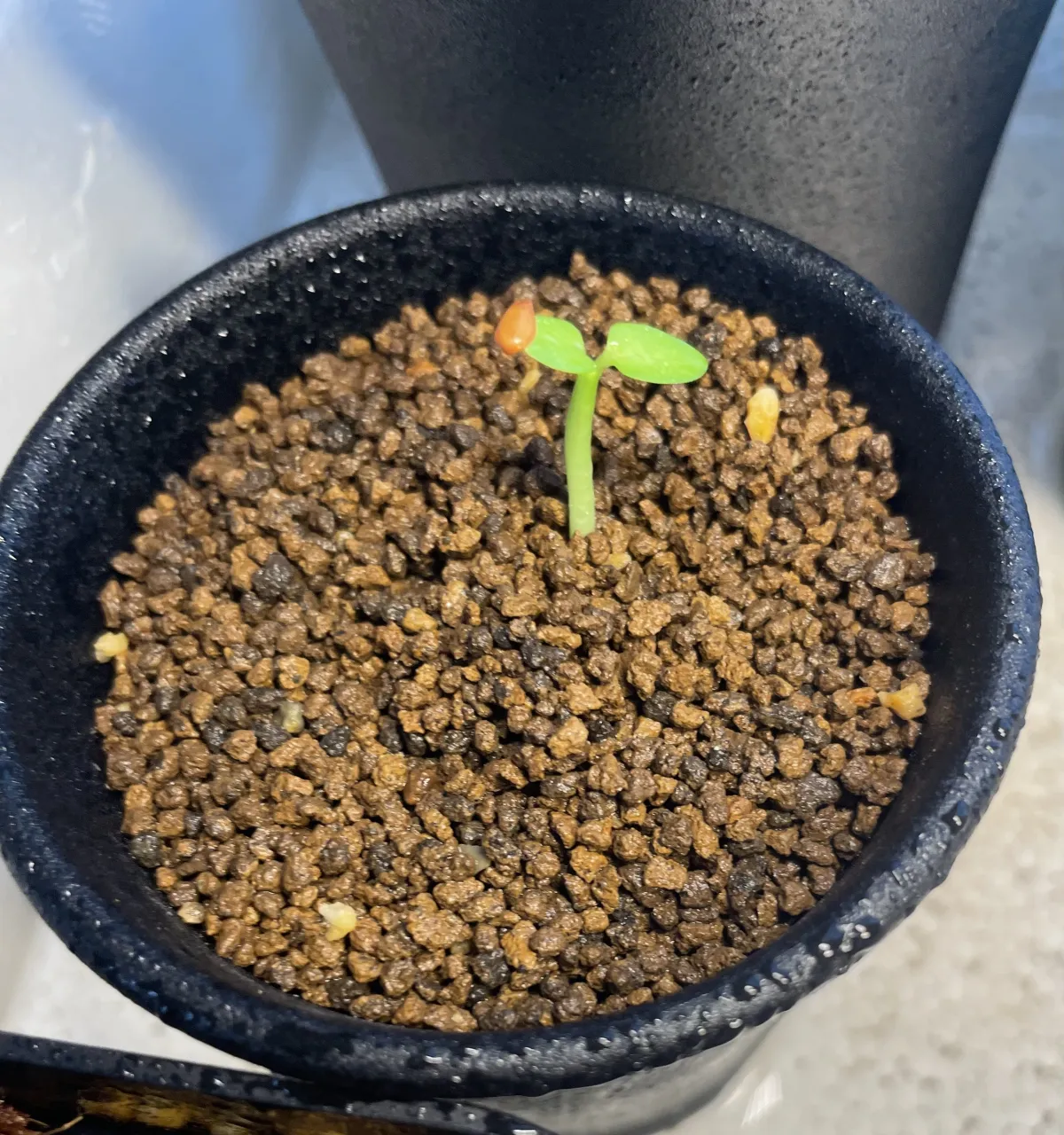 Pachypodium enigmaticum (パキポディウム エニグマチカム)