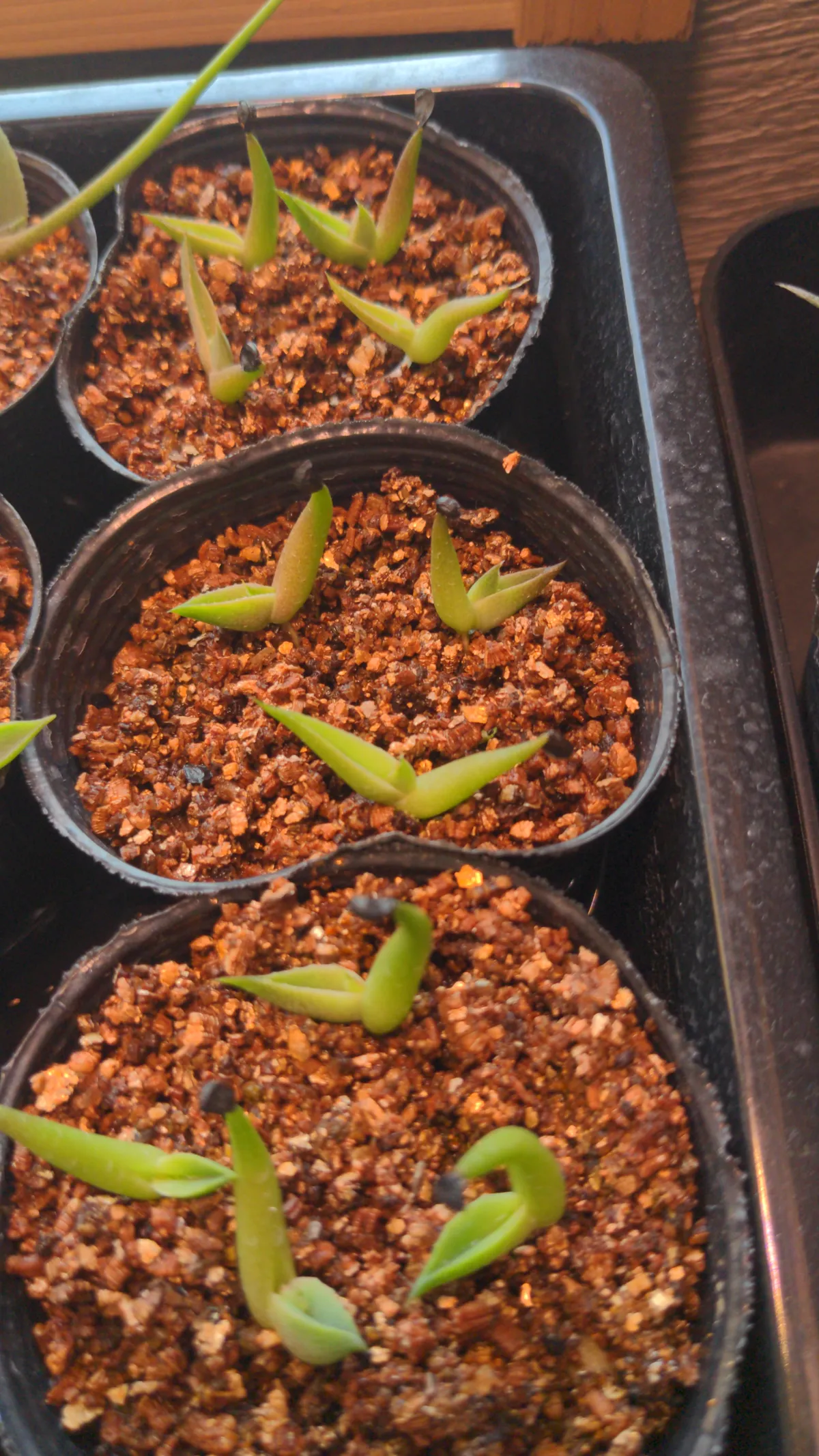 Agave victoriae-reginae 'Bustamante' (アガベ バスタマンテ)